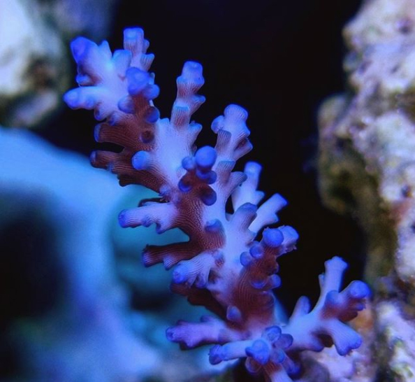 サンゴのポリプ拡大画像